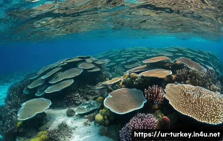 튀르키예의 해양 생물 보호 노력 관련 이미지 2